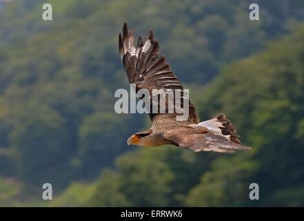 Raptor Banque D'Images