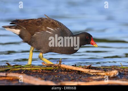 Gallinule poule d’eau Banque D'Images