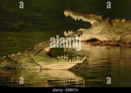 Crocodile du Nil Banque D'Images