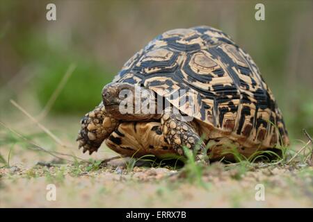 Tortue léopard Banque D'Images