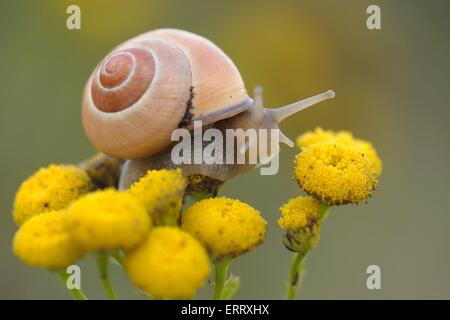 White-lipped snail Banque D'Images