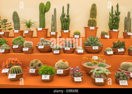 Affichage des cactus à un show de l'horticulture Banque D'Images