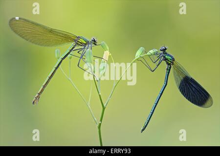 Banded demoiselle Banque D'Images