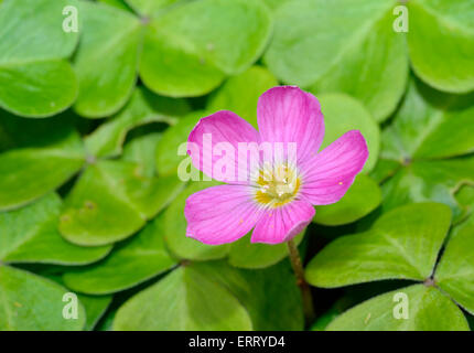 Bois Rouge Sorrel - Oxalis oregana smalliana forme humide originaire de sapin de Douglas et le séquoia côtier de l'ouest de l'Amérique du Nord Banque D'Images