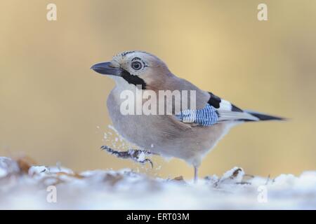 Jaybird Banque D'Images