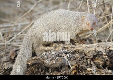 Mongoose gris Banque D'Images