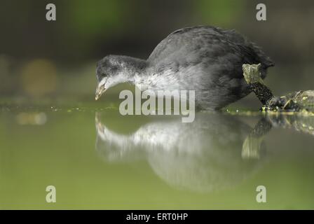 Foulque noire eurasien Banque D'Images