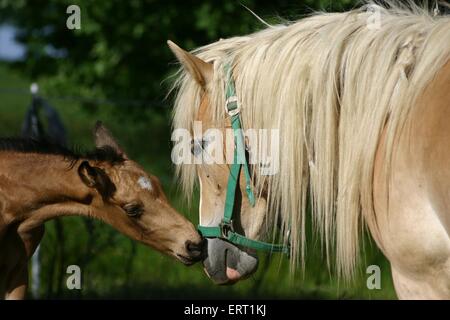 cheval et poulain Banque D'Images