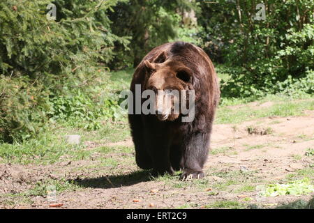 Close-up d'un ours brun eurasien marche à travers une forêt