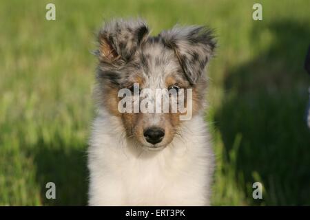 Portrait de berger Shetland Banque D'Images