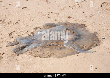 Le corps mort, méduses Rhizostoma pulmo, échoués sur la plage de Bournemouth, Dorset UK en juin. Baril jelly fish. Banque D'Images