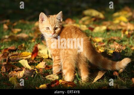 jeune tomcat Banque D'Images