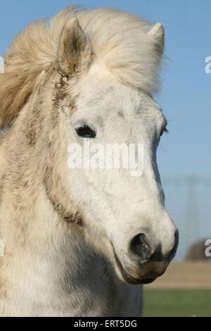 Portrait cheval islandais Banque D'Images