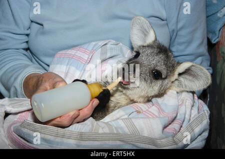 Un accompagnant une alimentation secourue, Joey Wallaroo commun Macropod robustus. Banque D'Images