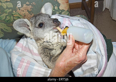 Un accompagnant une alimentation secourue, Joey Wallaroo commun Macropod robustus. Banque D'Images