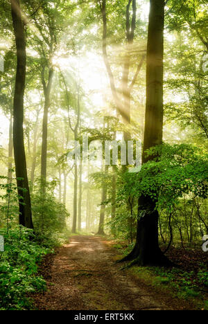 Matin soleil qui brille à travers le brouillard et moulage de ses rayons dans une belle forêt Banque D'Images