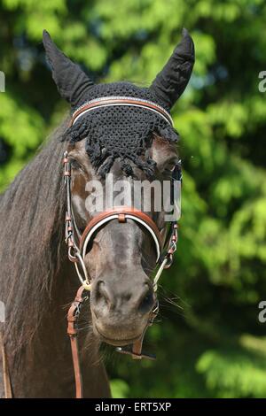 Portrait warmblood Banque D'Images