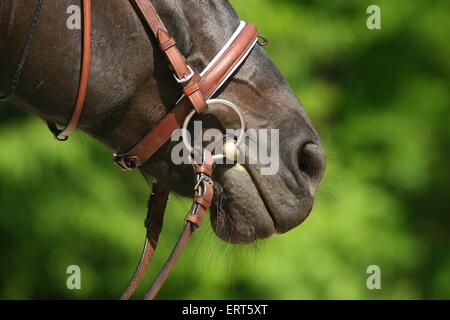 Warmblood bouche Banque D'Images