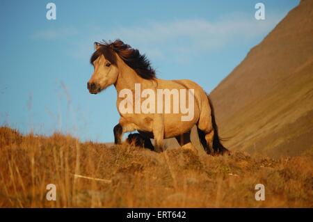 Cheval au trot Banque D'Images
