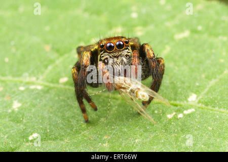 Une araignée sauteuse (famille des Salticidae) photographié dans le parc national de Kaeng Krachan, Thaïlande. Banque D'Images