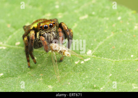 Une araignée sauteuse (famille des Salticidae) photographié dans le parc national de Kaeng Krachan, Thaïlande. Banque D'Images