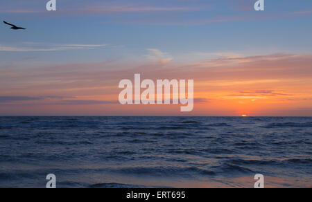 Une mouette planeur sur la mer du Nord au coucher du soleil, le long de la côte de Katwijk aan Zee, en Hollande du Sud, Pays-Bas. Banque D'Images