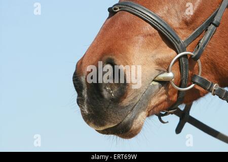 Bouche de poney Banque D'Images