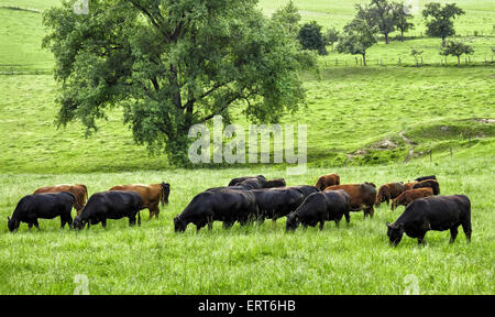 Happy Cows grazing on a beau frais vert prairie avec un énorme arbre dans l'arrière-plan Banque D'Images