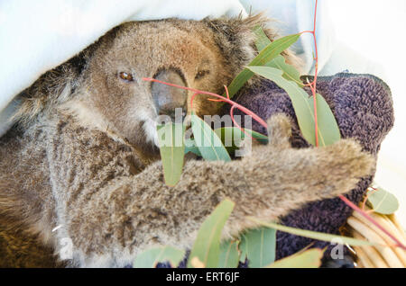 Une jeune femme a sauvé de manger les feuilles de gomme koala. Phasocolarctus cinerus Banque D'Images