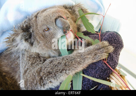 Une jeune femme a sauvé de manger les feuilles. gomme koala Phasocolarctus cinerus Banque D'Images