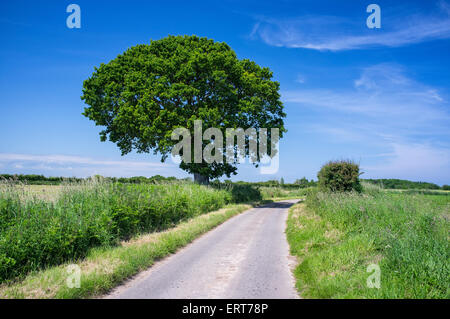 Chemin de campagne avec un seul arbre de chêne et Ciel Bleu Banque D'Images