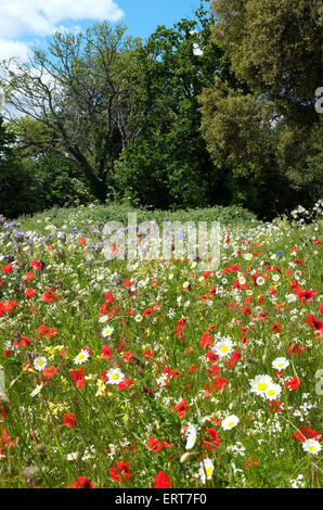 Wildflower meadow à holkham, North Norfolk, Angleterre Banque D'Images