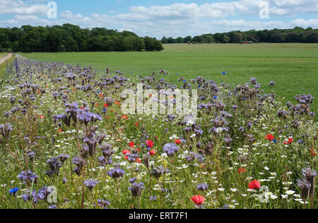 Pré de fleurs sauvages, holkham, North Norfolk, Angleterre Banque D'Images