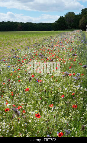 Pré de fleurs sauvages, holkham, North Norfolk, Angleterre Banque D'Images