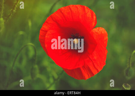 Rouge Coquelicot sauvage sur le terrain, Selective Focus Cross Image traitée Banque D'Images