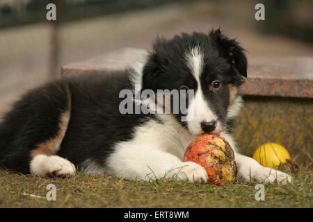 Chiot Border Collie Banque D'Images