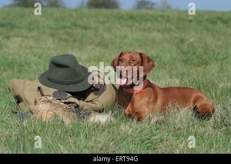 Lying Magyar Vizsla devint Banque D'Images