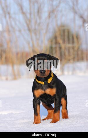 Chiot pinscher allemand Banque D'Images