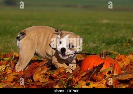 Chiot Bouledogue anglais Banque D'Images