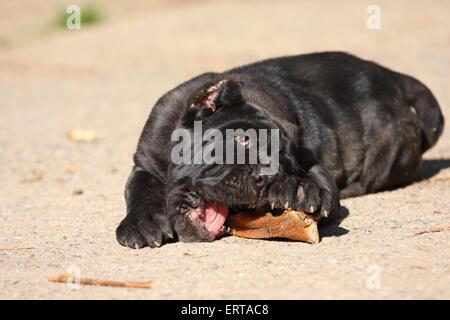 Chiot Chien de Mastiff napolitain Banque D'Images