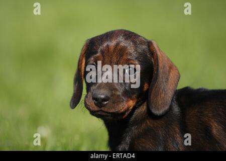 Chiot Teckel poil dur Banque D'Images