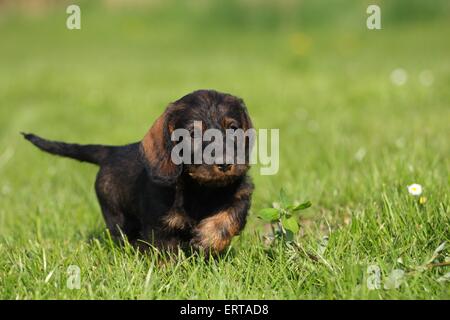 Chiot Teckel poil dur Banque D'Images