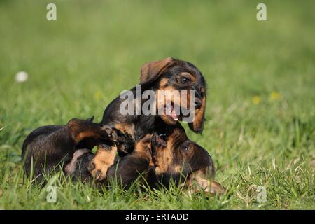 Chiot Teckel poil dur Banque D'Images