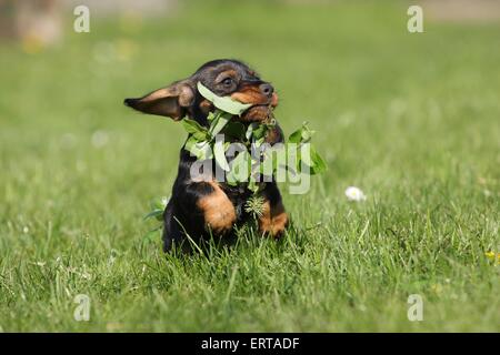 Chiot Teckel poil dur Banque D'Images