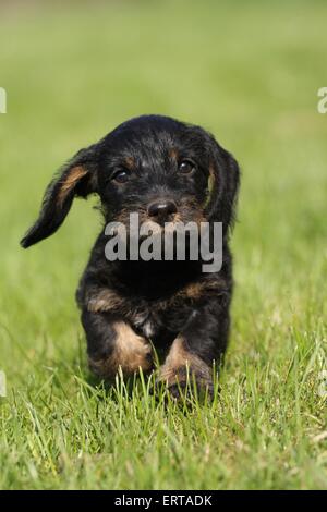 Chiot Teckel poil dur Banque D'Images