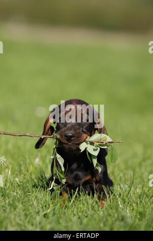 Chiot Teckel poil dur Banque D'Images