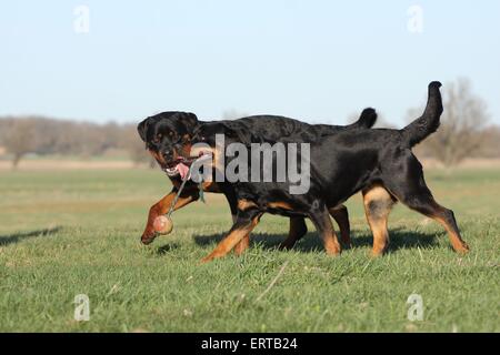 Jouant de Rottweiler Banque D'Images