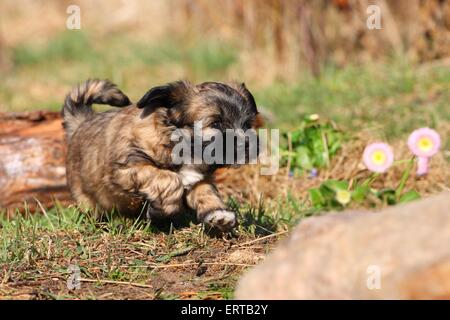 Chiot Terrier tibétain Banque D'Images