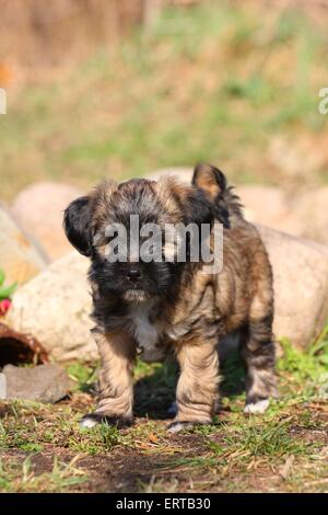 Chiot Terrier tibétain Banque D'Images