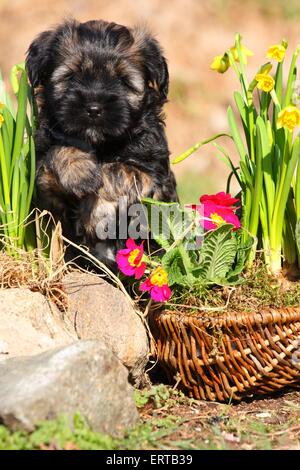 Chiot Terrier tibétain Banque D'Images